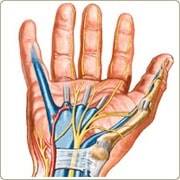 Anatomy of the Hand for nerve repair